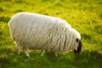 Grazing Sheep on green grass — Stock Photo
