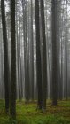 Vista interior del bosque con niebla - foto de stock