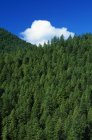Вечно зеленый лес с небом — стоковое фото