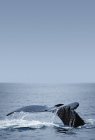 Aleta de cola de ballena jorobada - foto de stock