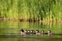 Familia de patos nadando - foto de stock