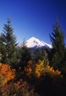 Cappuccio del monte in autunno — Foto stock