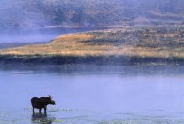 Moose de pie en el río - foto de stock