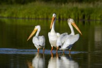 Пелікани у воді озера — стокове фото