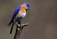 Восточная синяя птица на ветке — стоковое фото