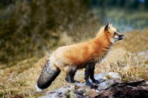 Red Fox на скалах — стоковое фото