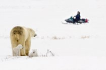 Полярний ведмідь Sow Guarding — стокове фото