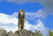 Волк стоит на скале — стоковое фото