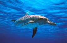 Delfín manchado atlántico - foto de stock