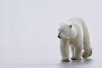 Ours polaire marchant sur la glace — Photo de stock