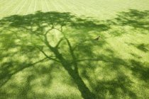 Robin On A Tree Shadow — Stock Photo