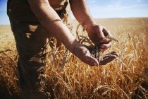 Agricultor segurando grãos — Fotografia de Stock