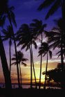 Silhouettes de palmiers — Photo de stock