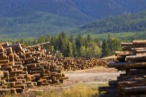 Pilhas de troncos na frente da montanha — Fotografia de Stock