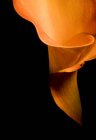 Orange Calla Lilie — Stockfoto