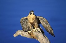 Peregrine Falcon On Perch — Stock Photo