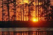Під час заходу сонця мальовничий вид на ліс — стокове фото
