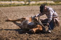 Steer Wrestling na areia — Fotografia de Stock