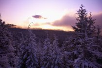 Снежные сосны — стоковое фото