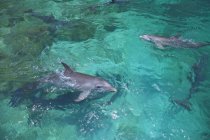 Delfines nariz de botella en el mar - foto de stock