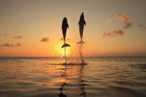Delfines saltando en el mar al atardecer - foto de stock