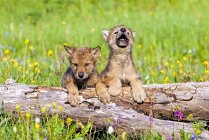 Filhotes de lobo no log — Fotografia de Stock
