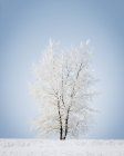 Árbol cubierto de nieve - foto de stock