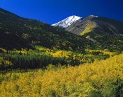 Alberi di Aspen nel colore di autunno — Foto stock