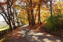 Деревянная дорога — стоковое фото