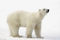 Urso polar em pé na neve — Fotografia de Stock