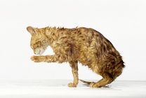 Мокрая оранжевая кошка — стоковое фото