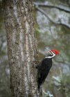 Pileated Woodpecker on tree — Stock Photo