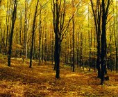Лес осенью с деревьями — стоковое фото