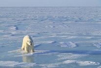 Одномісний полярний ведмідь — стокове фото
