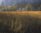 Parque Nacional Yosemite - foto de stock