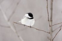 Pássaro sentado no ramo — Fotografia de Stock