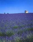 Lavendelfeld in Südfrankreich — Stockfoto