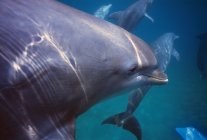 View Of Bottlenose Dolphins Swimming — Stock Photo