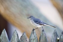 Mockingbird camminando sulla recinzione — Foto stock