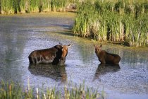 Two Mooses In Stream — Stock Photo