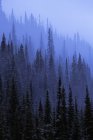 Bosque de pino en niebla - foto de stock