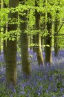 Vista de Bluebells em bosques — Fotografia de Stock