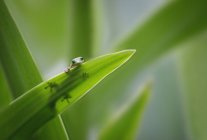 Winziger Gecko auf Blattspeer — Stockfoto