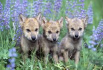 Tre cuccioli di lupo — Foto stock