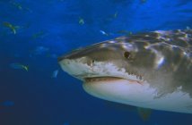 Тигровая акула в воде — стоковое фото