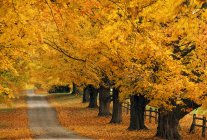 Rows of Trees and empty road — Stock Photo