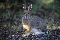Snowshoe Hare sitting — Stock Photo