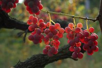 Mûrissement du raisin sur la vigne — Photo de stock