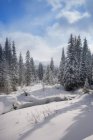 Snow Covered Forest — Stock Photo