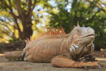 Grande Iguana posa a terra — Foto stock